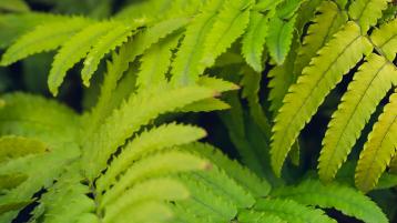 Green leaf texture.jpg